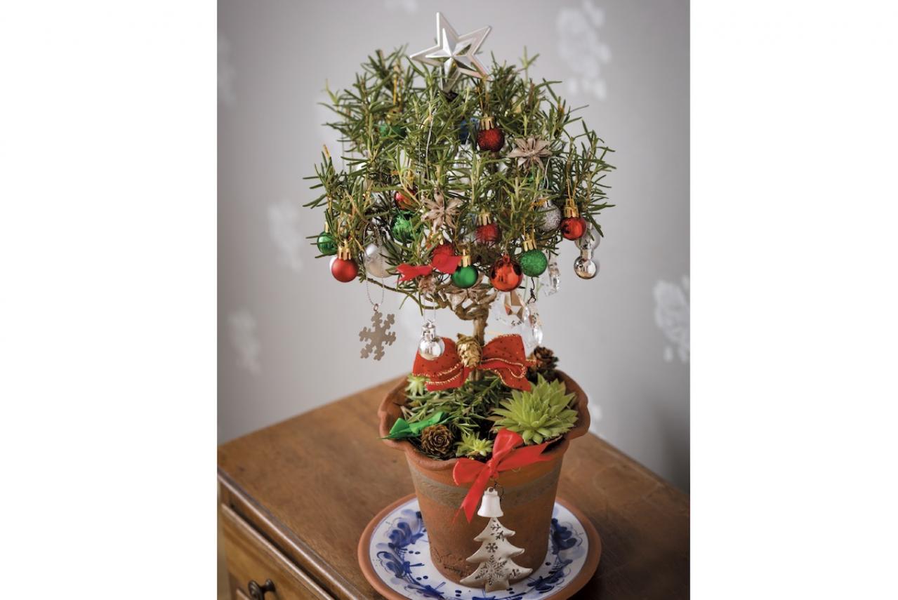 室内が華やぐ！【ローズマリーのクリスマスツリー】ハーブの香りで癒やしの効果も