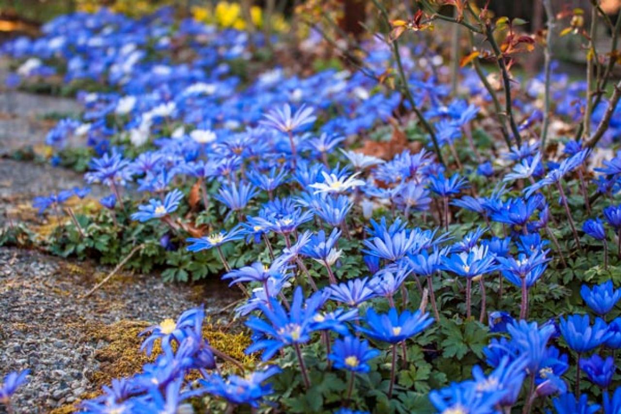 【ガーデニング】春を先取りする、アネモネとすてきな仲間たち。植えっぱなしで楽しもう！（画像11）