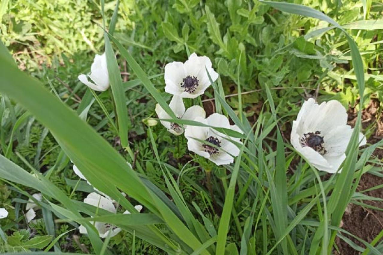 【ガーデニング】春を先取りする、アネモネとすてきな仲間たち。植えっぱなしで楽しもう！（画像2）