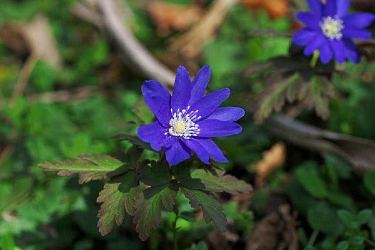 【ガーデニング】春を先取りする、アネモネとすてきな仲間たち。植えっぱなしで楽しもう！（画像9）