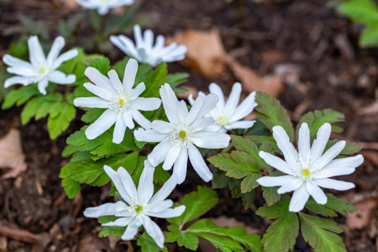 【ガーデニング】春を先取りする、アネモネとすてきな仲間たち。植えっぱなしで楽しもう！（画像8）