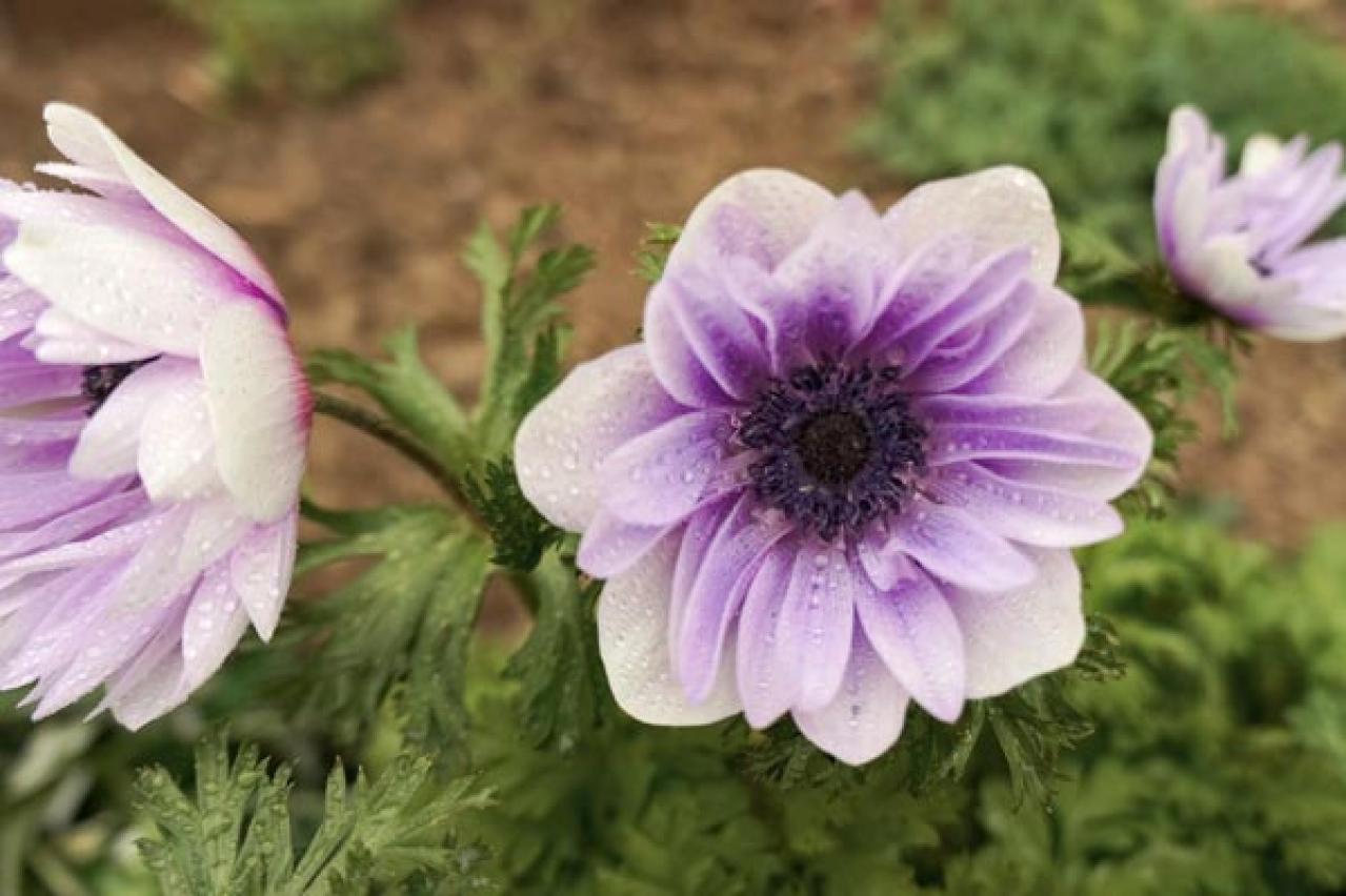 【ガーデニング】春を先取りする、アネモネとすてきな仲間たち。植えっぱなしで楽しもう！（画像4）