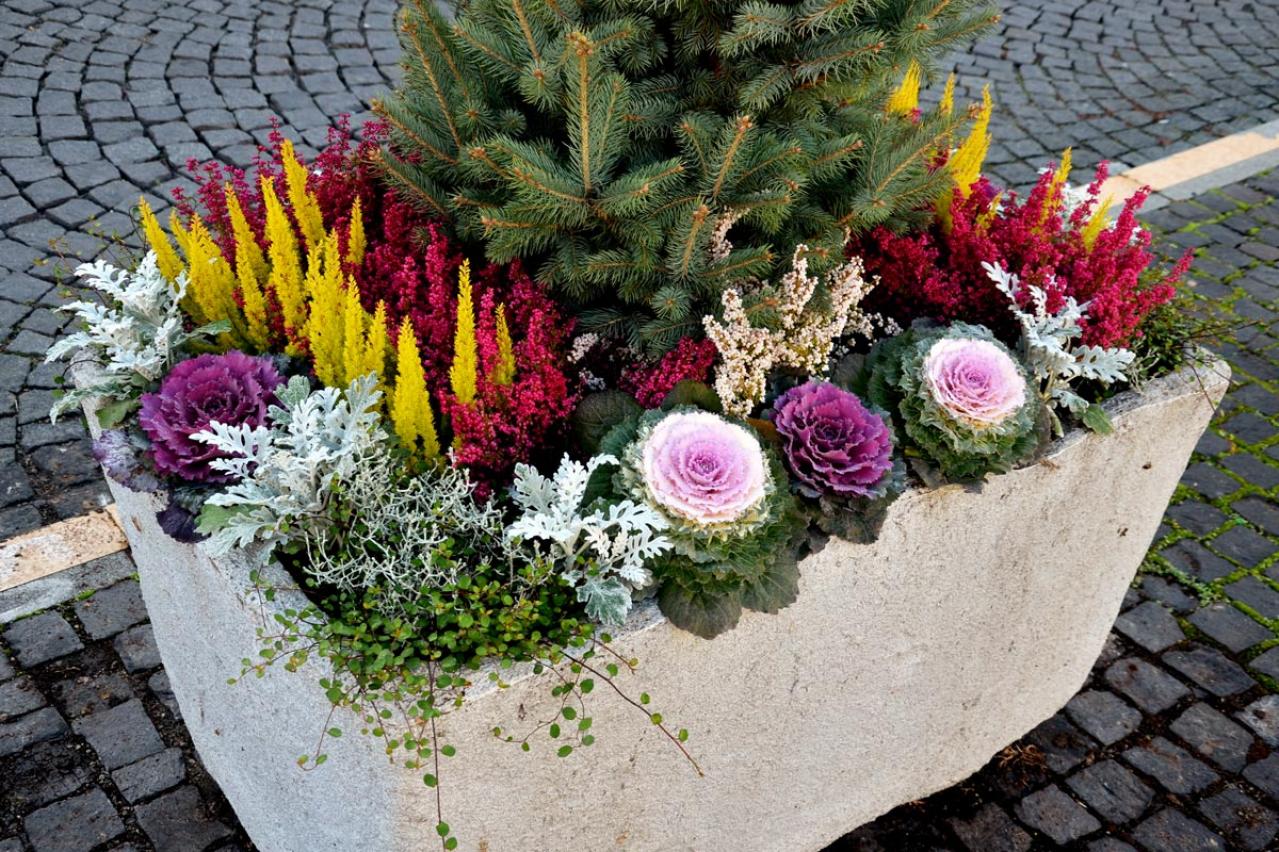 【ガーデニング】年末年始を飾る花【7選】クリスマスもお正月も、庭や玄関先を華やかに！