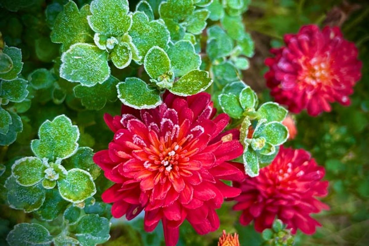 【ガーデニング】年末年始を飾る花【7選】クリスマスもお正月も、庭や玄関先を華やかに！（画像13）