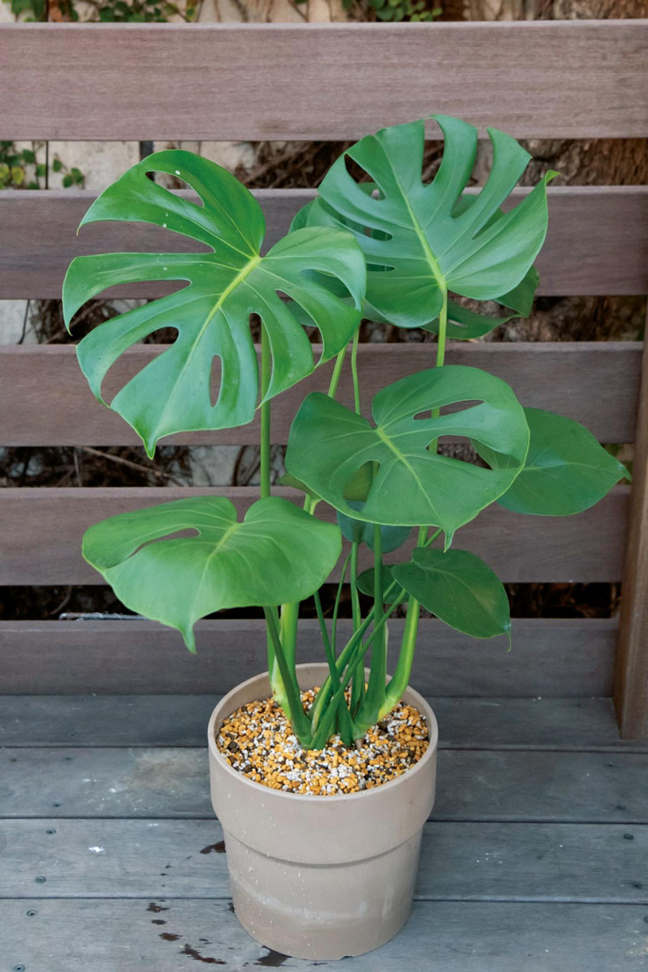 【写真でわかる！】中型観葉植物の植えかえ方。モンステラを5号鉢から7号鉢へ植えかえる【ガーデニング】（画像12）