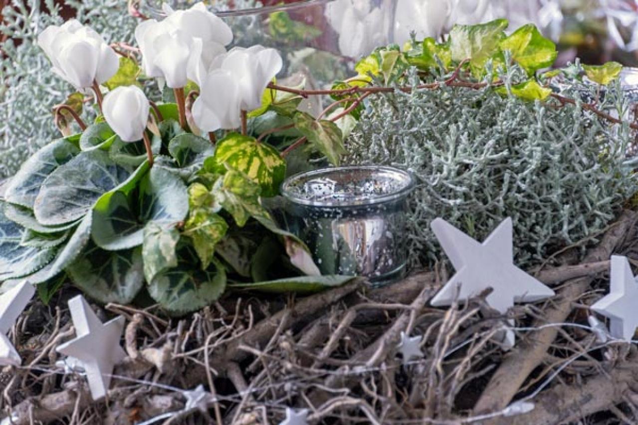 【ガーデニング】年末年始を飾る花【7選】クリスマスもお正月も、庭や玄関先を華やかに！（画像16）