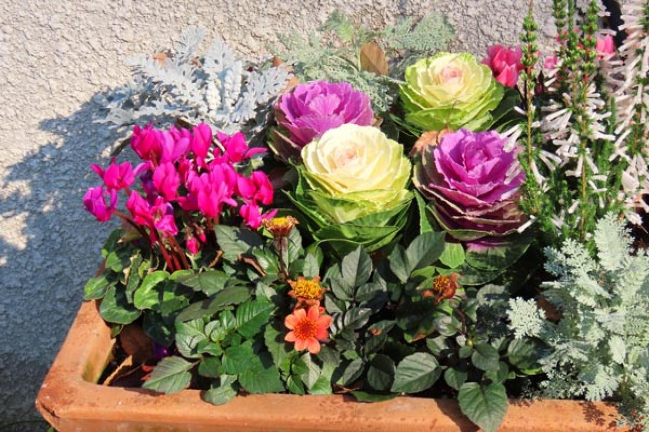 【ガーデニング】年末年始を飾る花【7選】クリスマスもお正月も、庭や玄関先を華やかに！（画像17）