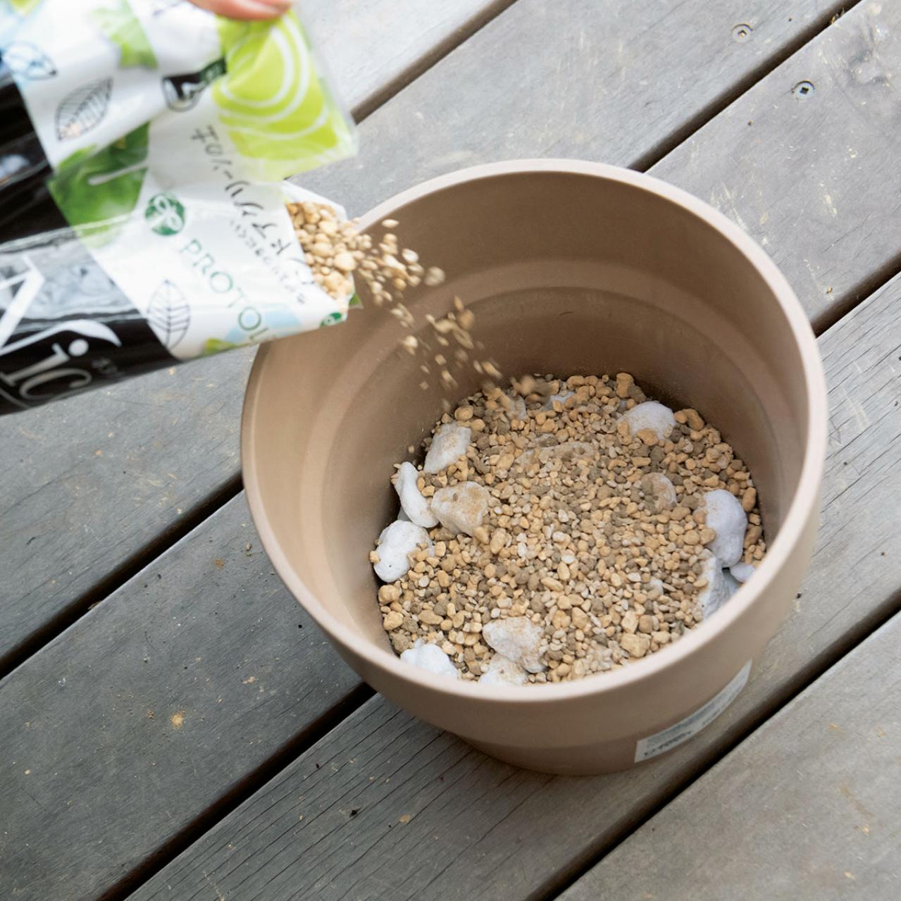 【写真でわかる！】中型観葉植物の植えかえ方。モンステラを5号鉢から7号鉢へ植えかえる【ガーデニング】（画像8）