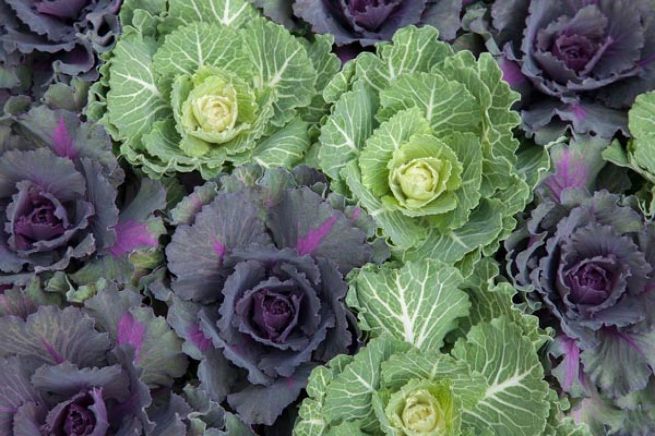 【ガーデニング】年末年始を飾る花【7選】クリスマスもお正月も、庭や玄関先を華やかに！（画像7）