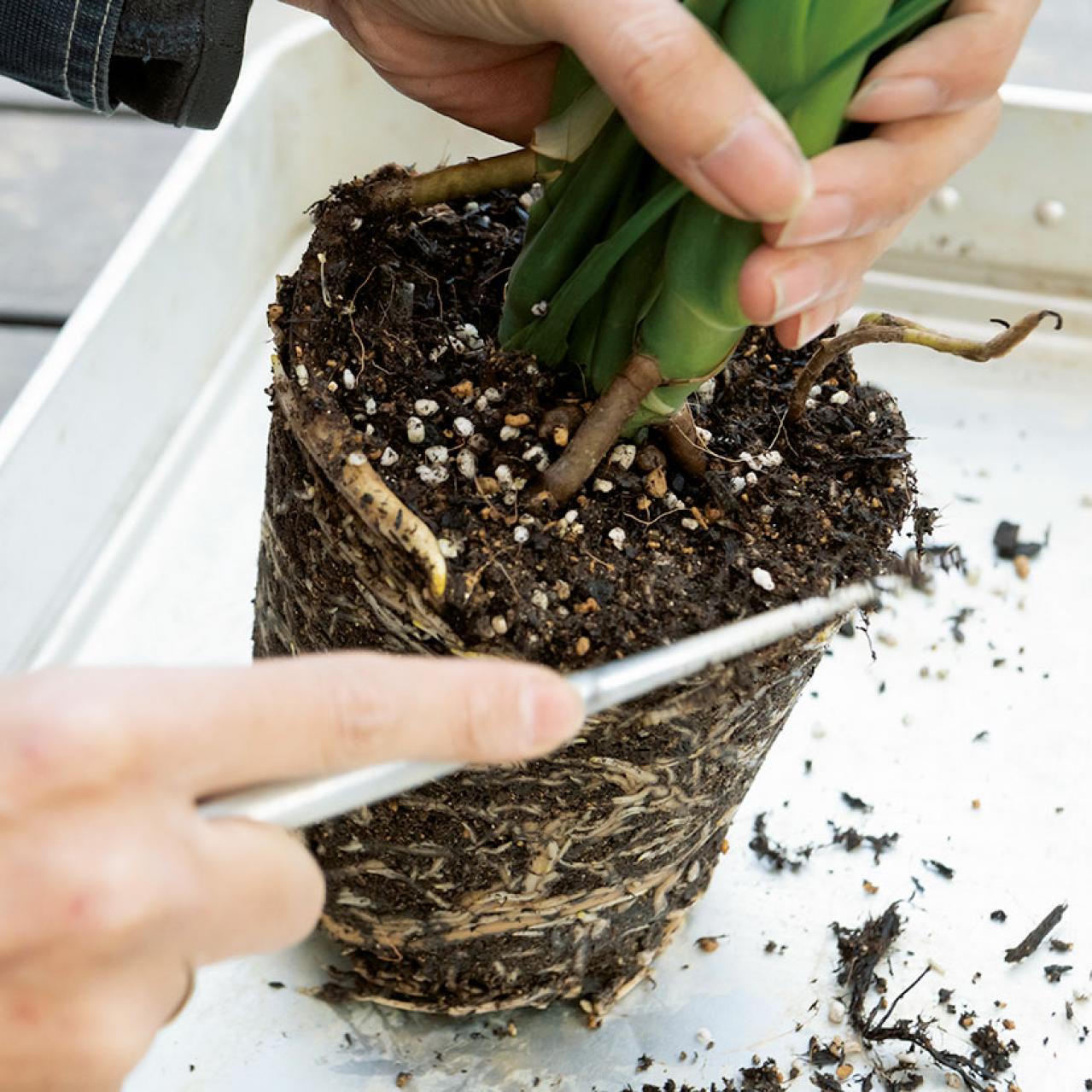 【写真でわかる！】中型観葉植物の植えかえ方。モンステラを5号鉢から7号鉢へ植えかえる【ガーデニング】（画像5）