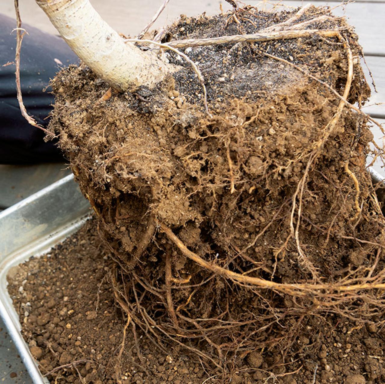 【ガーデニング】大型観葉植物の植えかえ方。フィカスを8号鉢から10号鉢へ植えかえる（画像8）