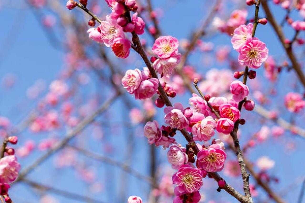 【ガーデニング】年末年始を飾る花【7選】クリスマスもお正月も、庭や玄関先を華やかに！（画像14）