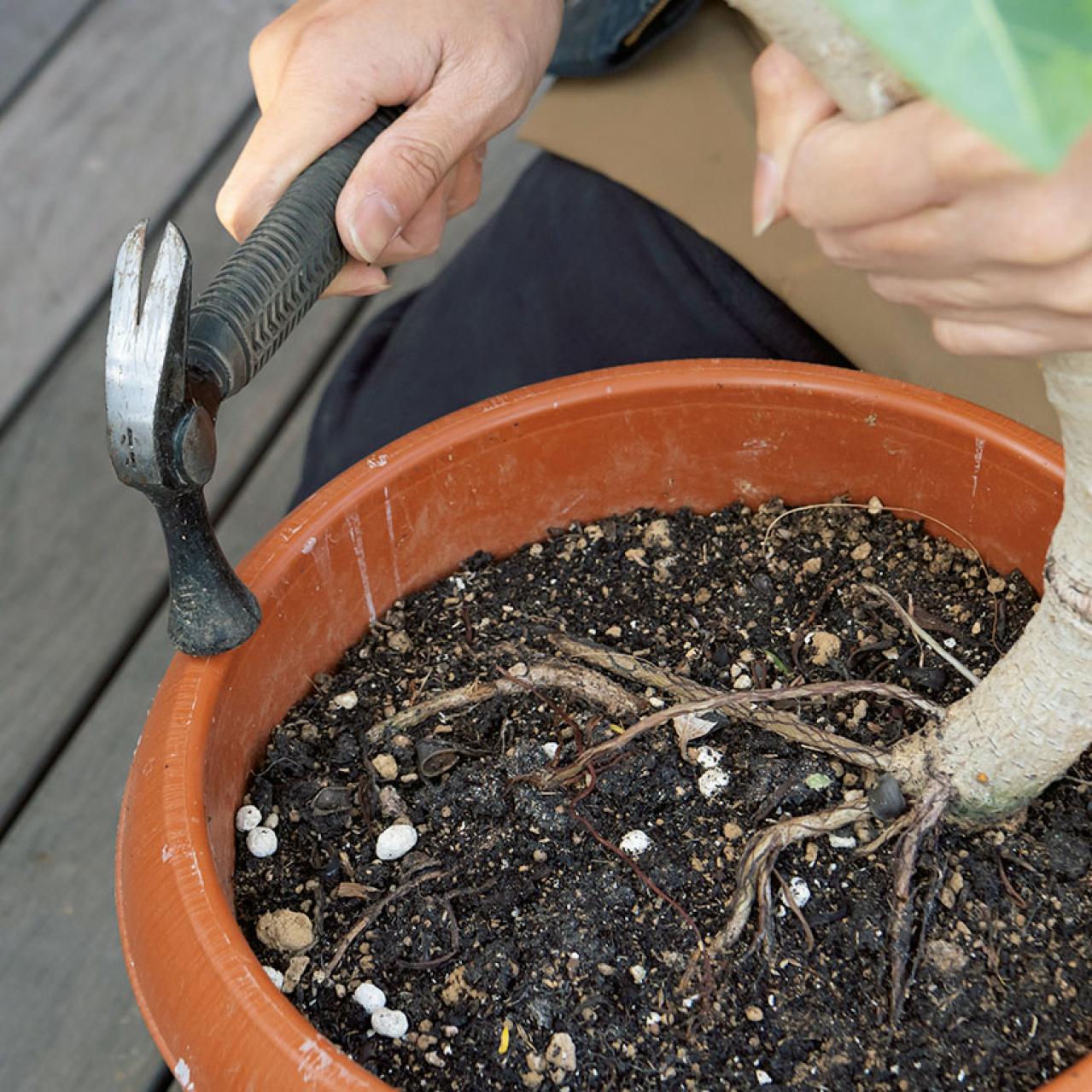【ガーデニング】大型観葉植物の植えかえ方。フィカスを8号鉢から10号鉢へ植えかえる（画像5）