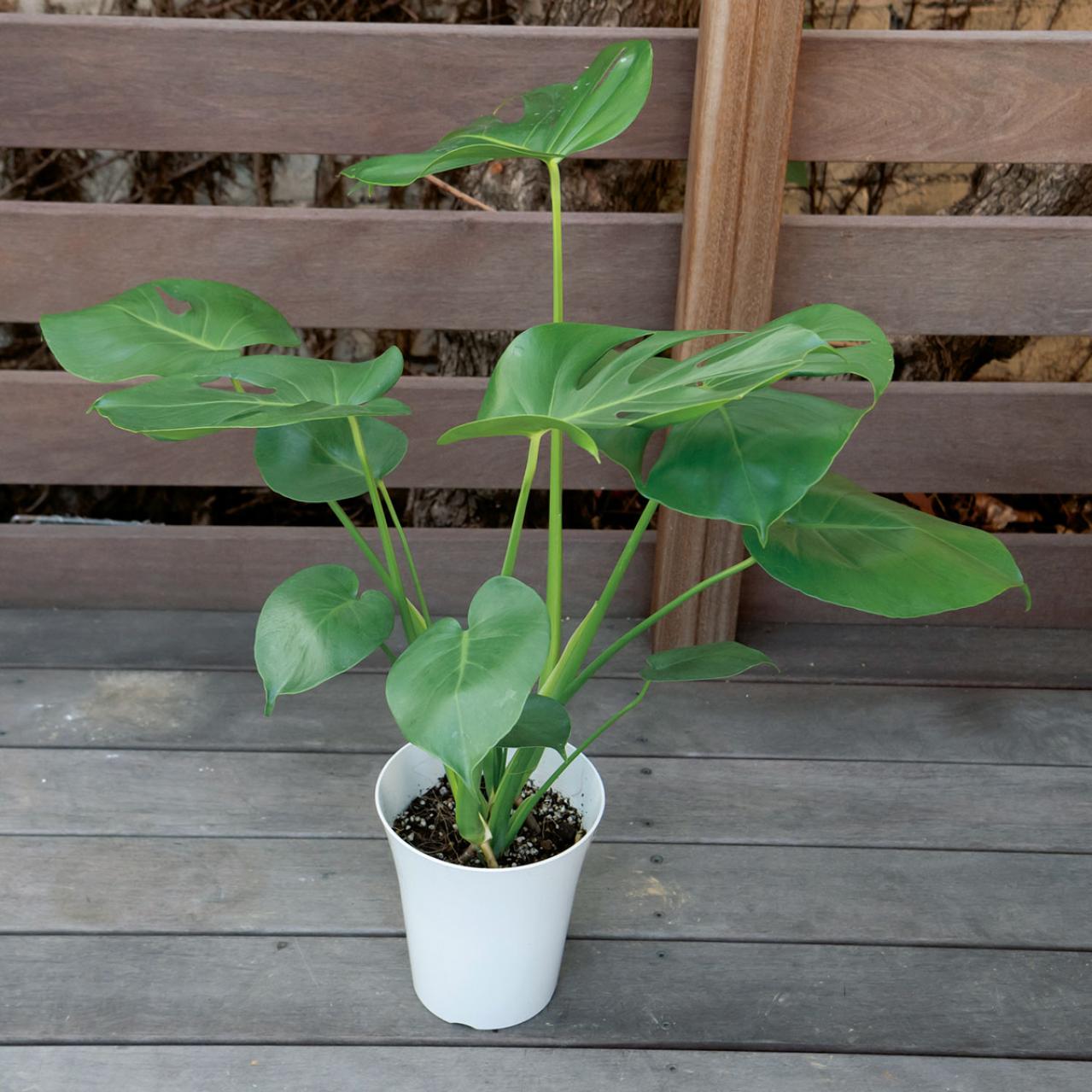 【写真でわかる！】中型観葉植物の植えかえ方。モンステラを5号鉢から7号鉢へ植えかえる【ガーデニング】（画像2）