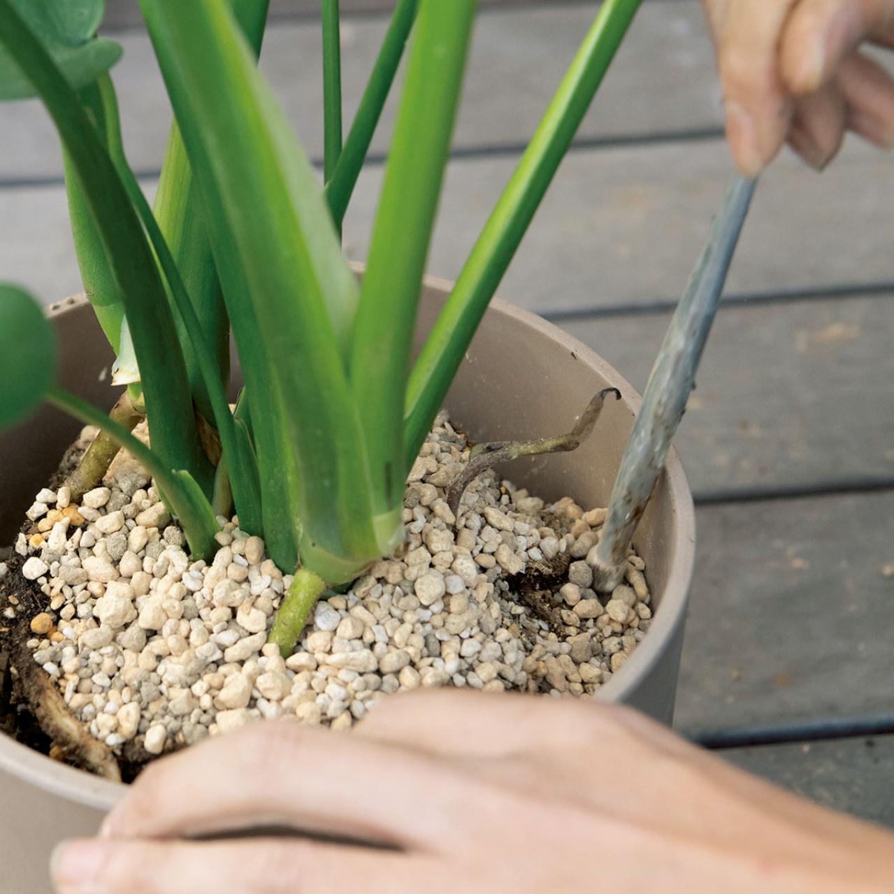 【写真でわかる！】中型観葉植物の植えかえ方。モンステラを5号鉢から7号鉢へ植えかえる【ガーデニング】（画像10）