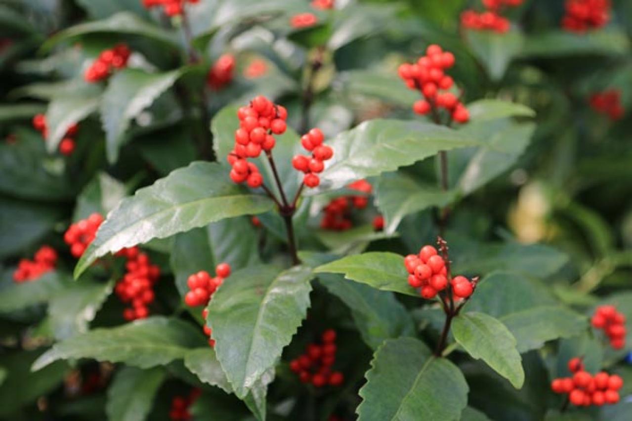 【ガーデニング】年末年始を飾る花【7選】クリスマスもお正月も、庭や玄関先を華やかに！（画像11）