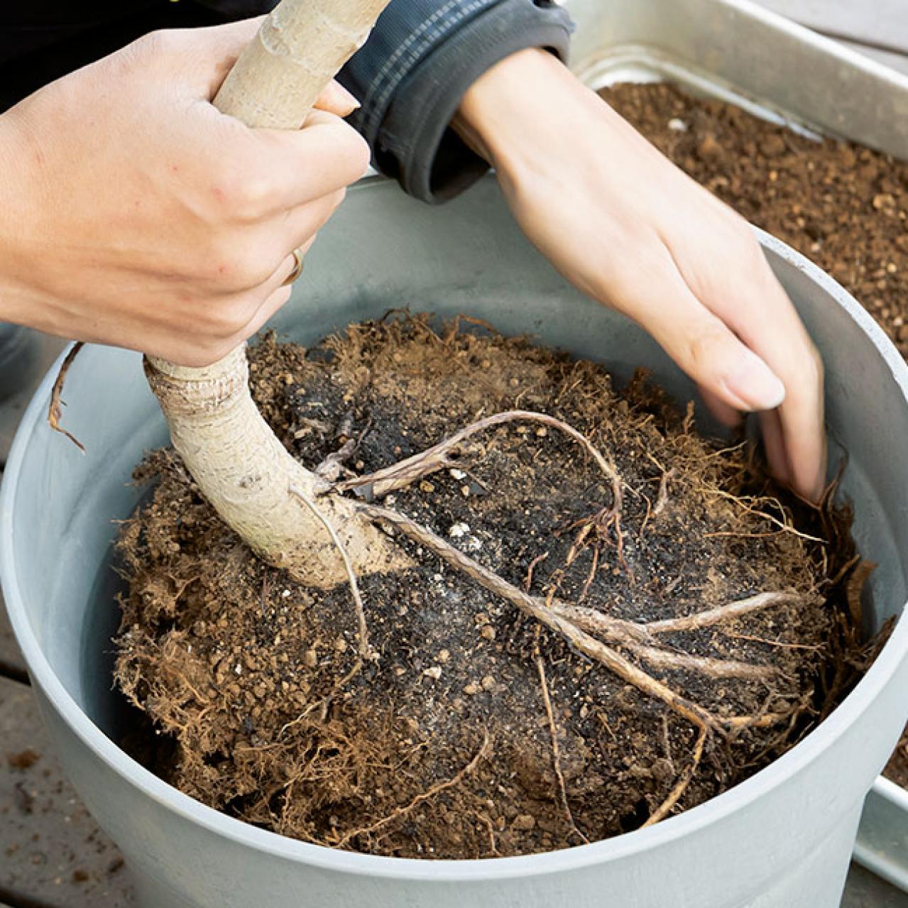 【ガーデニング】大型観葉植物の植えかえ方。フィカスを8号鉢から10号鉢へ植えかえる（画像10）