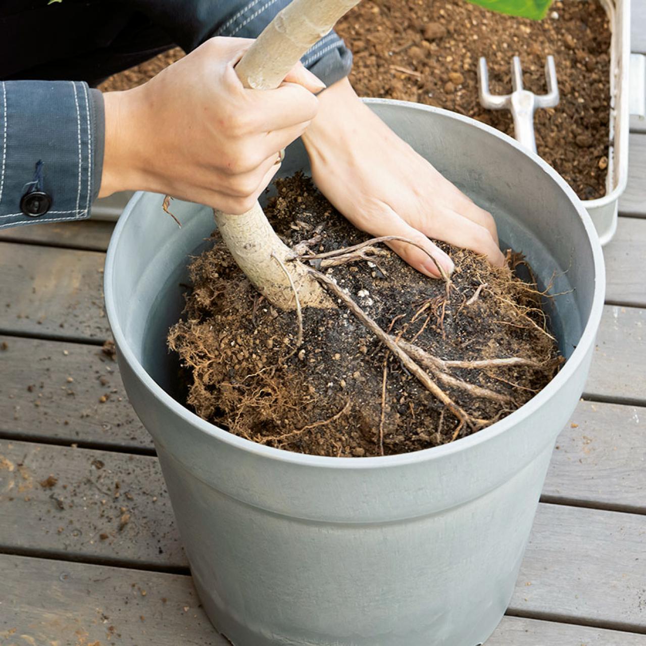 【ガーデニング】大型観葉植物の植えかえ方。フィカスを8号鉢から10号鉢へ植えかえる（画像12）