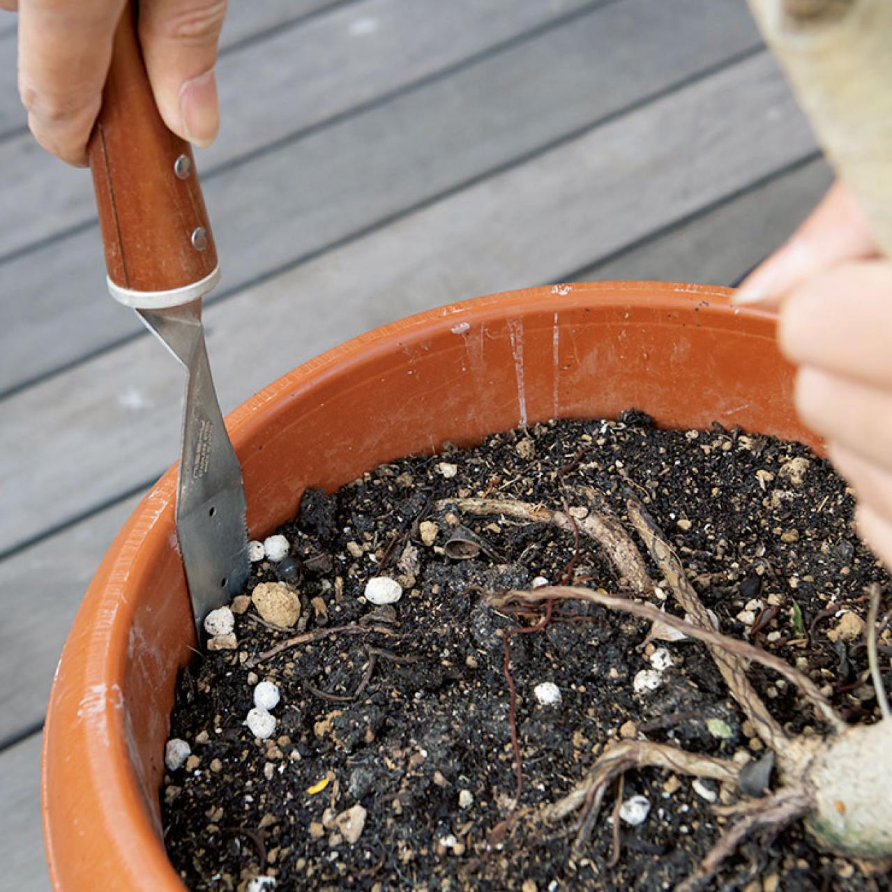 【ガーデニング】大型観葉植物の植えかえ方。フィカスを8号鉢から10号鉢へ植えかえる（画像4）