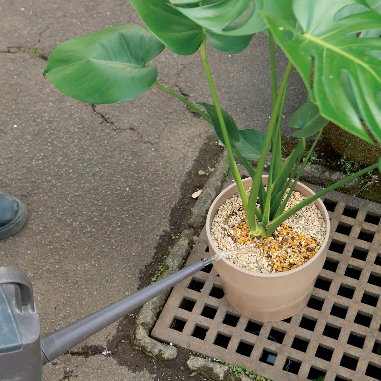 【写真でわかる！】中型観葉植物の植えかえ方。モンステラを5号鉢から7号鉢へ植えかえる【ガーデニング】（画像11）