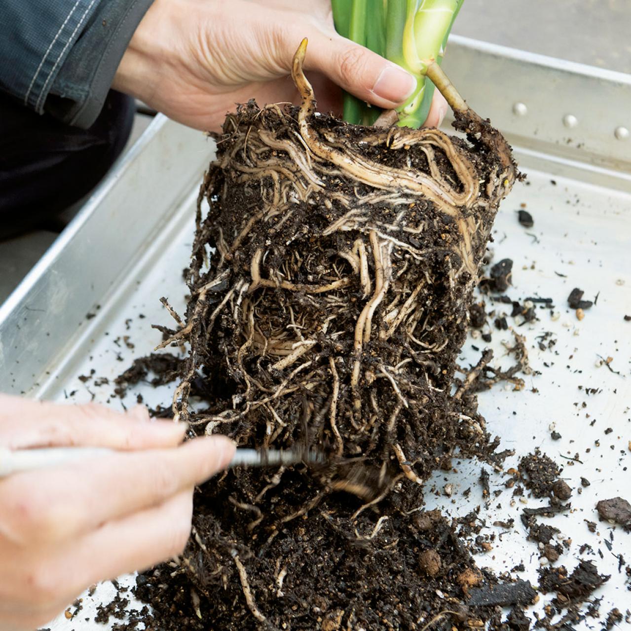 【写真でわかる！】中型観葉植物の植えかえ方。モンステラを5号鉢から7号鉢へ植えかえる【ガーデニング】（画像6）