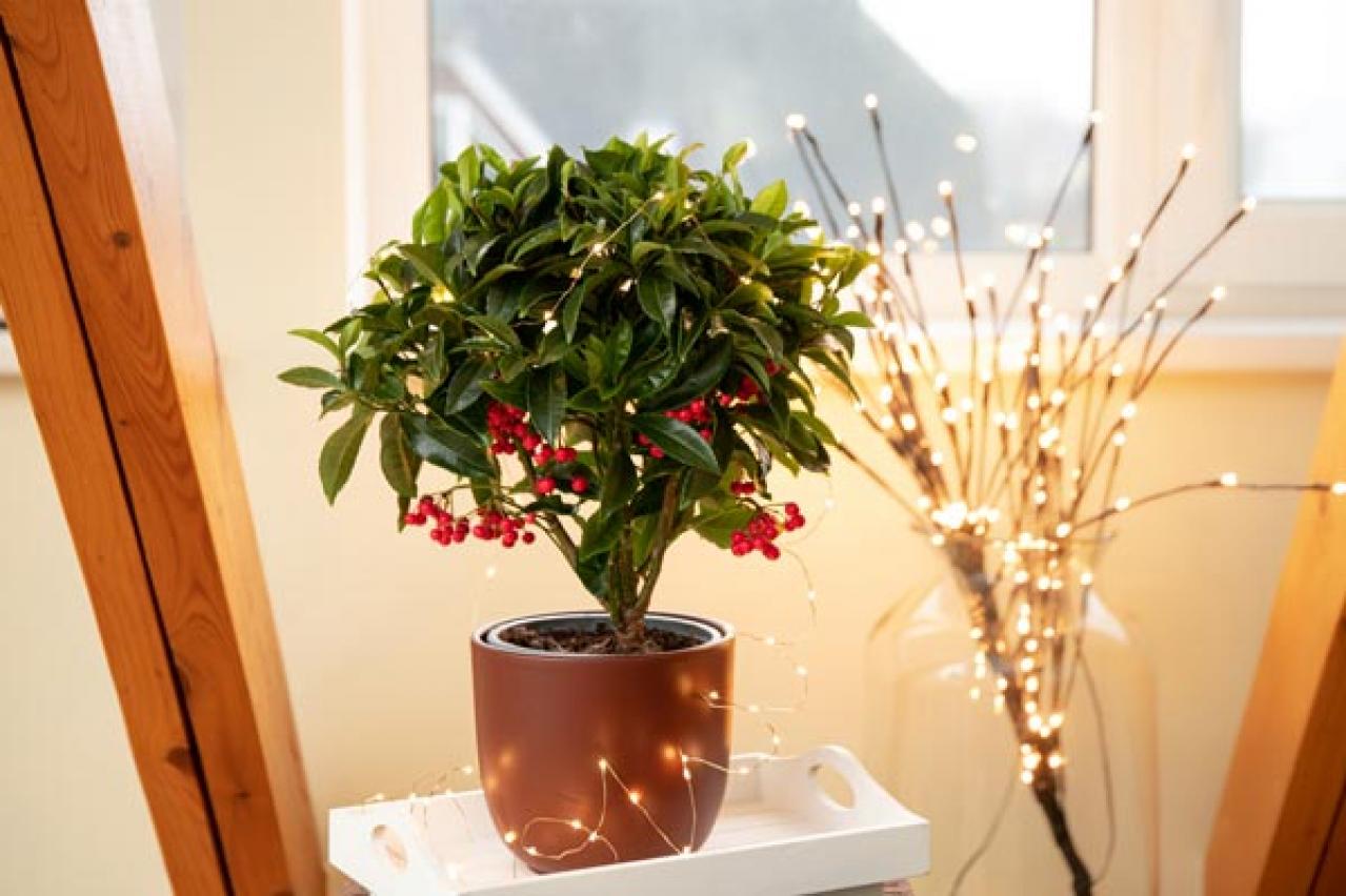 【ガーデニング】年末年始を飾る花【7選】クリスマスもお正月も、庭や玄関先を華やかに！（画像3）