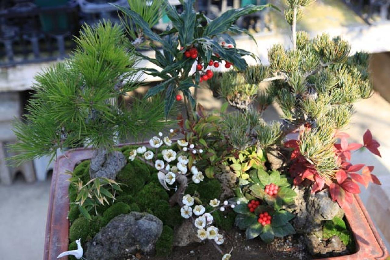 【ガーデニング】年末年始を飾る花【7選】クリスマスもお正月も、庭や玄関先を華やかに！（画像15）