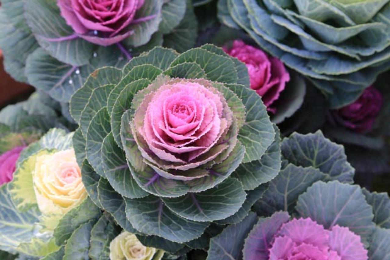 【ガーデニング】年末年始を飾る花【7選】クリスマスもお正月も、庭や玄関先を華やかに！（画像6）