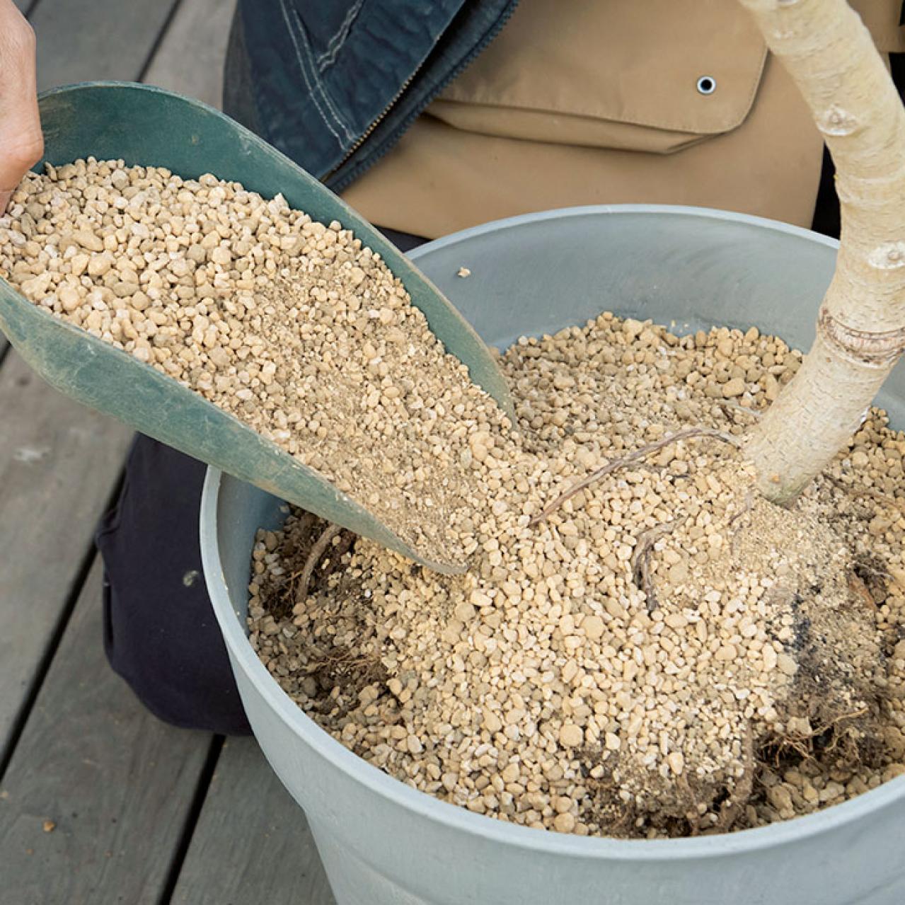 【ガーデニング】大型観葉植物の植えかえ方。フィカスを8号鉢から10号鉢へ植えかえる（画像15）