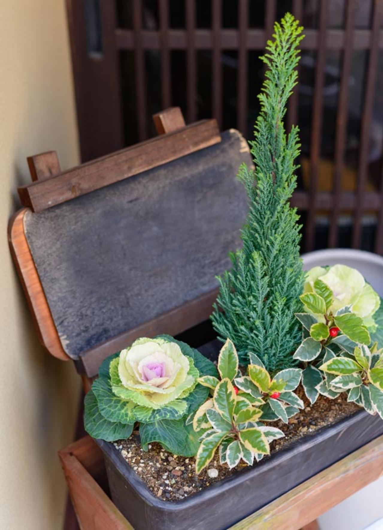 【ガーデニング】年末年始を飾る花【7選】クリスマスもお正月も、庭や玄関先を華やかに！（画像2）