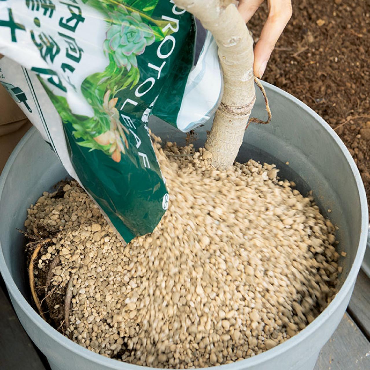 【ガーデニング】大型観葉植物の植えかえ方。フィカスを8号鉢から10号鉢へ植えかえる（画像13）