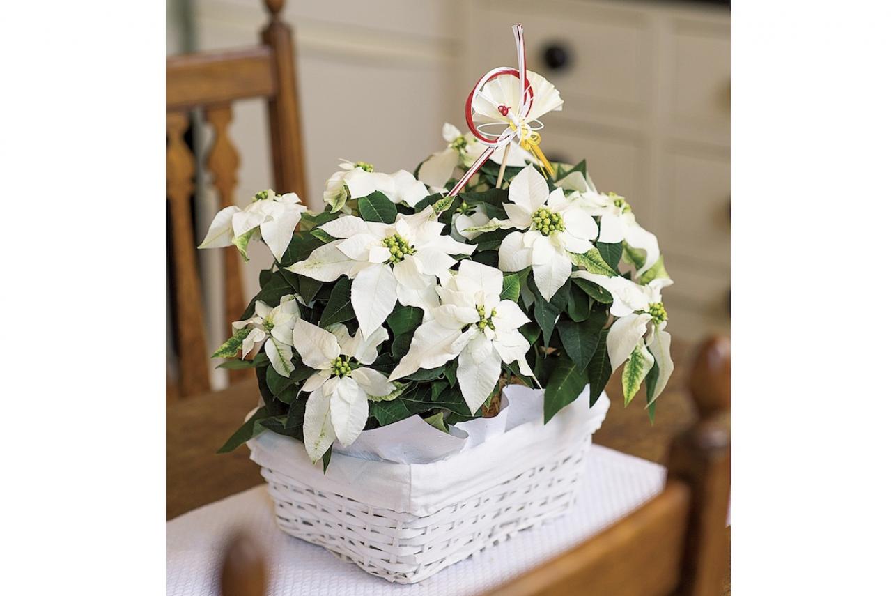 【鉢花の正月風の飾り方】クリスマスが過ぎても楽しめる！「ポインセチア」のアレンジ