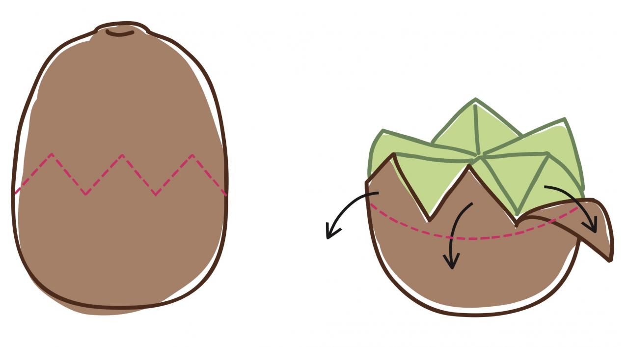 【大人かわいい飾り切り】おなじみのフルーツでおもてなし感を演出できる「アップルカッププレート」（画像8）