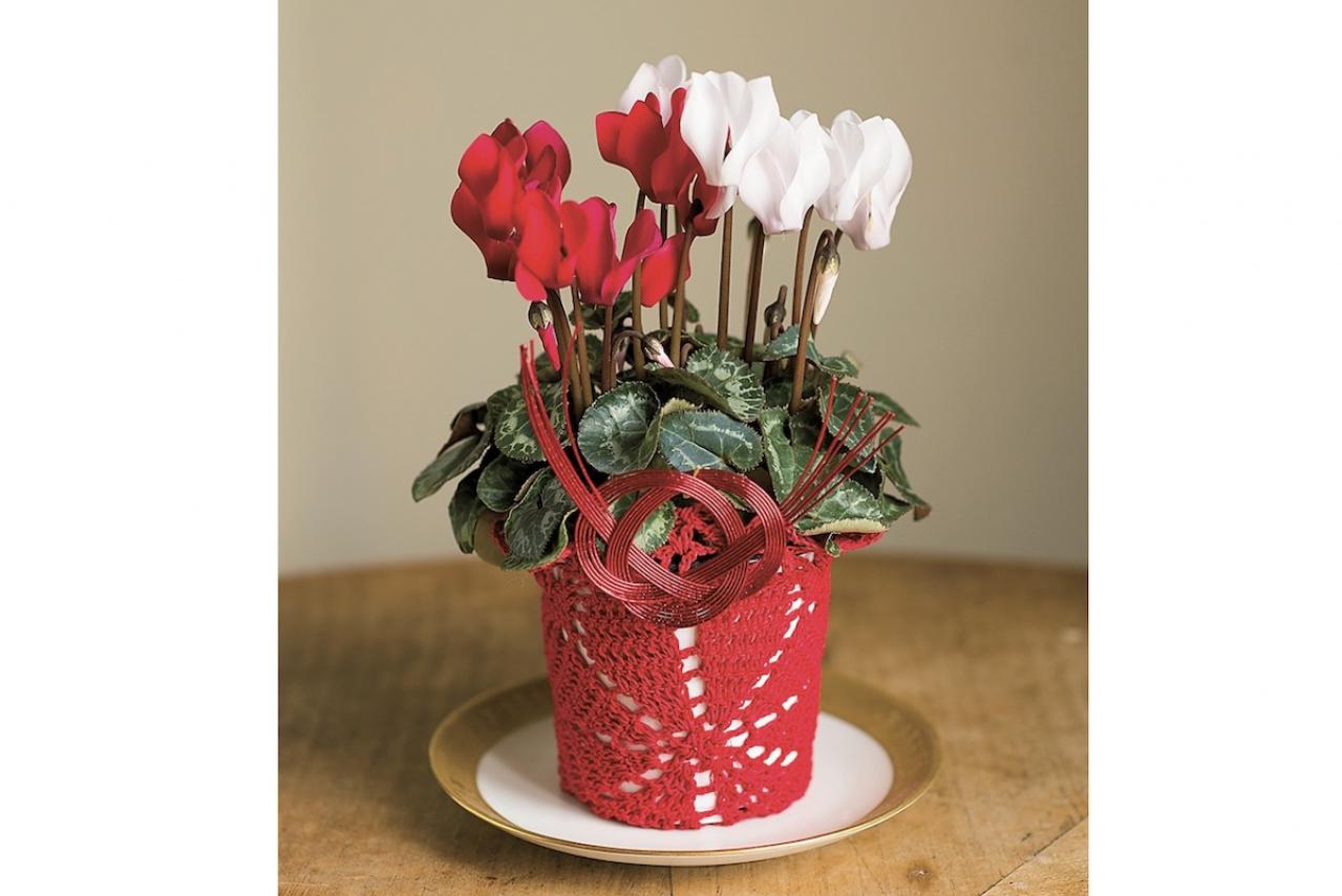 【鉢花の正月風の飾り方】春まで室内で次々に花が咲く「シクラメン」のアレンジ