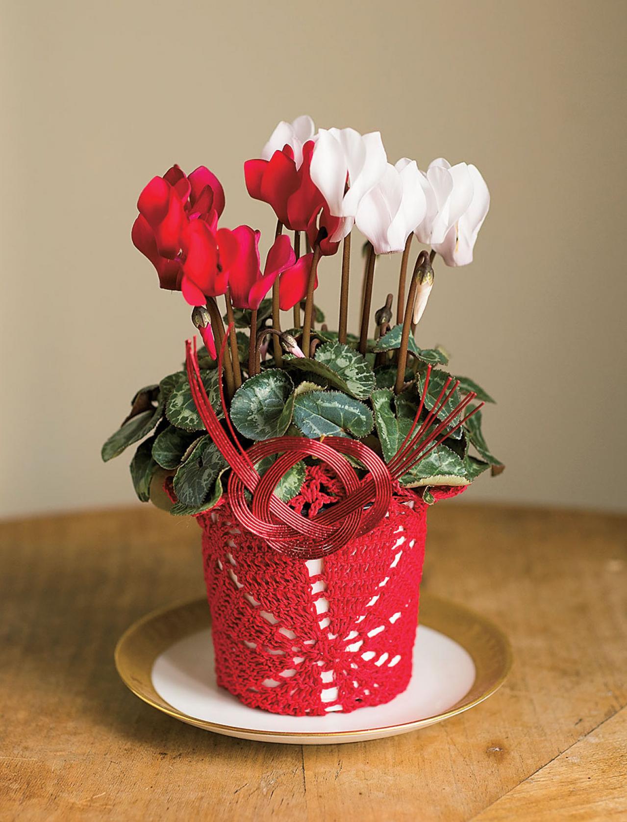 【鉢花の正月風の飾り方】春まで室内で次々に花が咲く「シクラメン」のアレンジ（画像4）