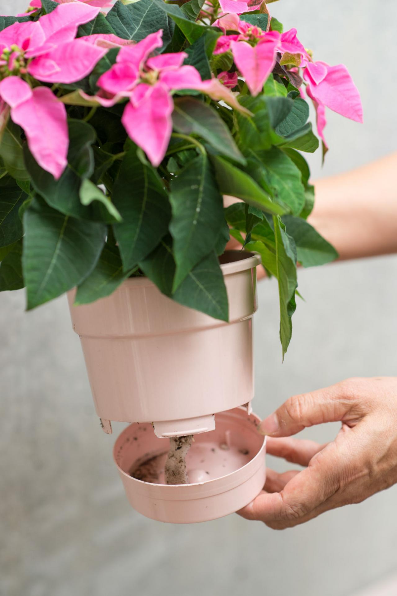 【鉢花の正月風の飾り方】クリスマスが過ぎても楽しめる！「ポインセチア」のアレンジ（画像4）