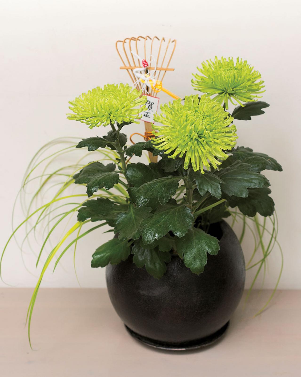 【鉢花の正月風の飾り方】年末年始の室内を明るく照らす「ポットマム」のアレンジ（画像2）