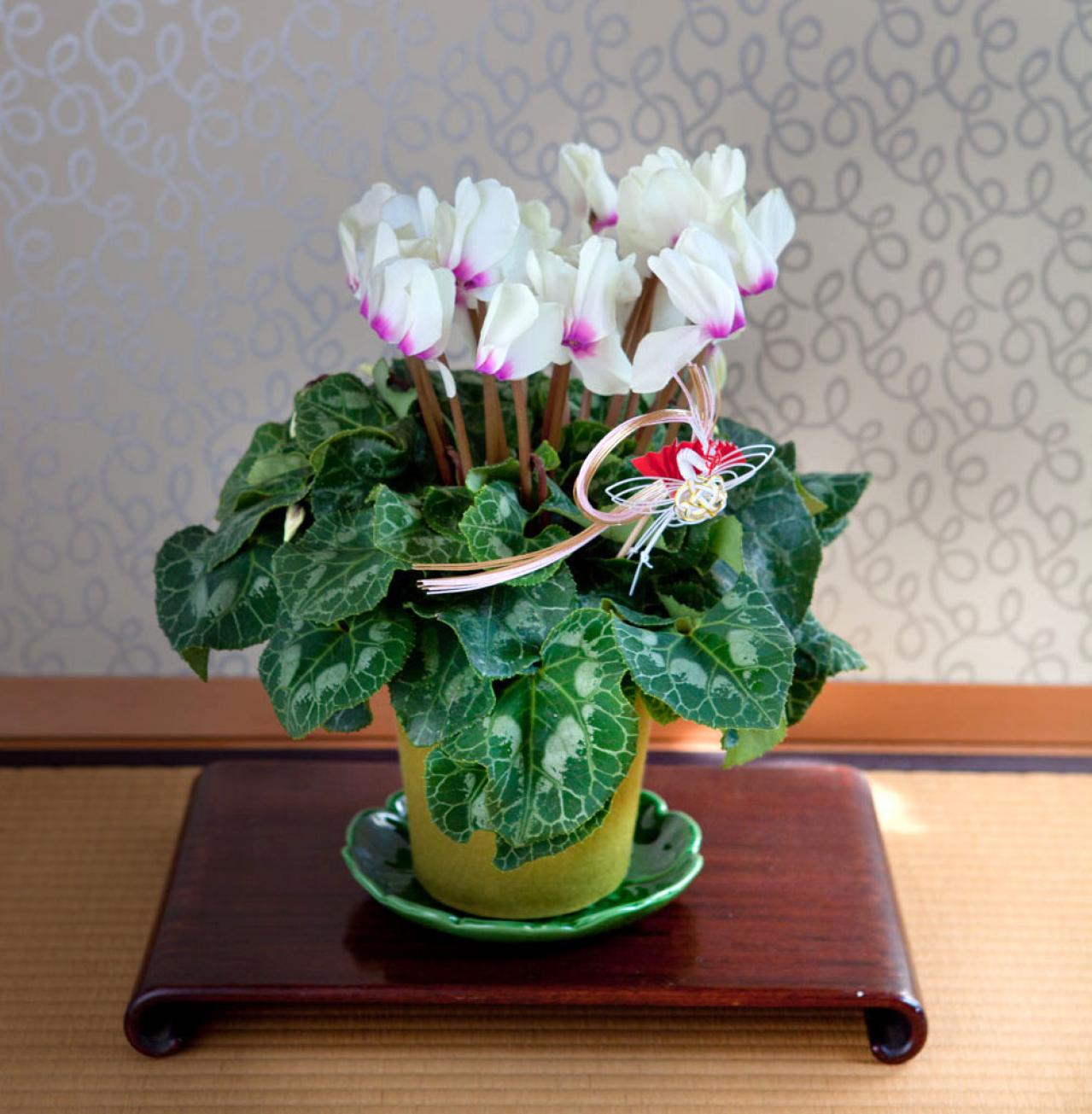 【鉢花の正月風の飾り方】春まで室内で次々に花が咲く「シクラメン」のアレンジ（画像2）