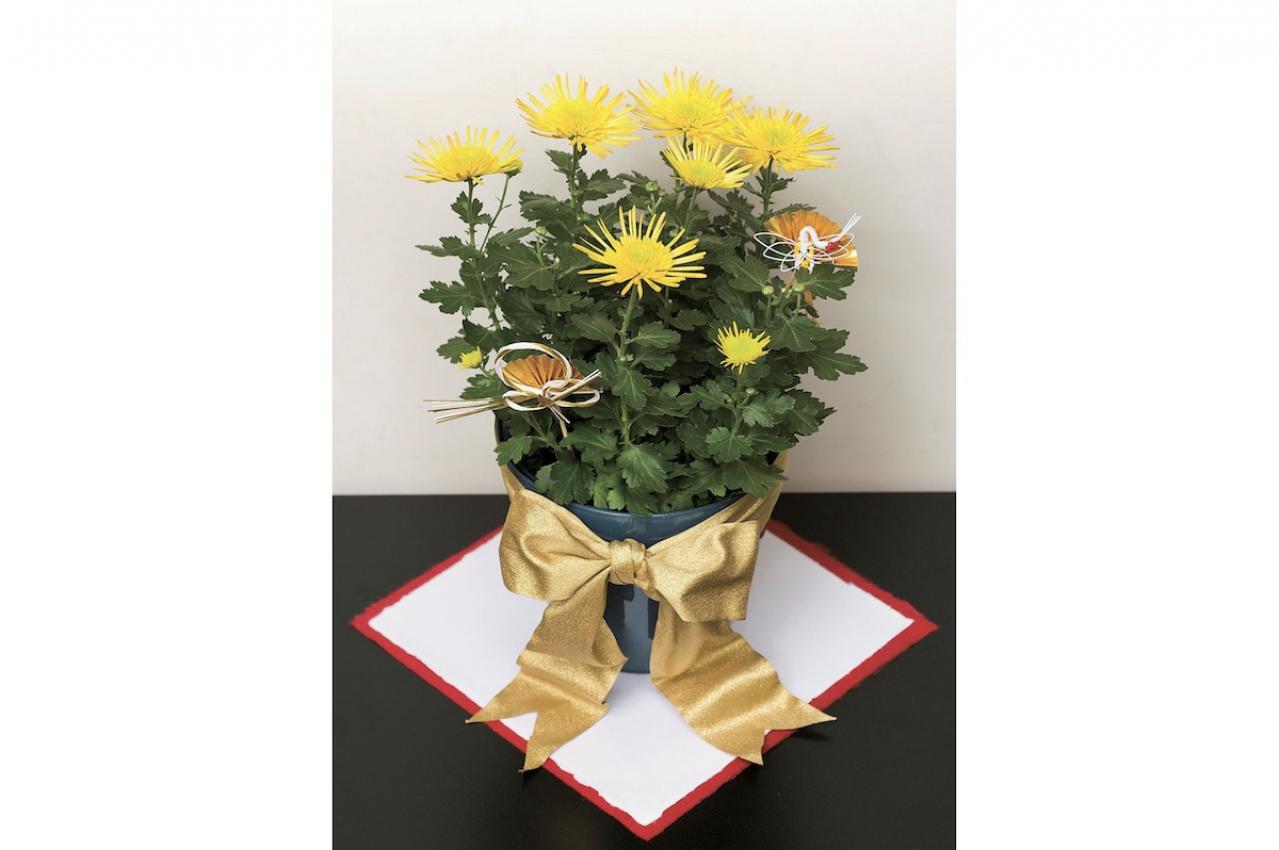 【鉢花の正月風の飾り方】年末年始の室内を明るく照らす「ポットマム」のアレンジ