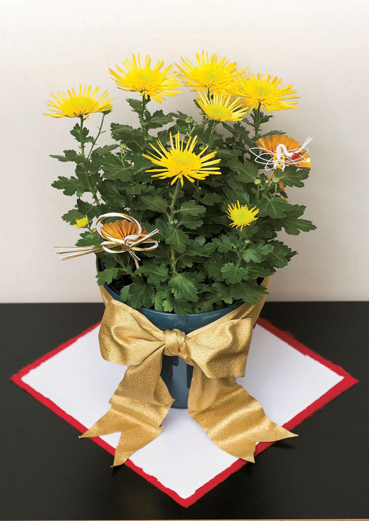 【鉢花の正月風の飾り方】年末年始の室内を明るく照らす「ポットマム」のアレンジ（画像3）