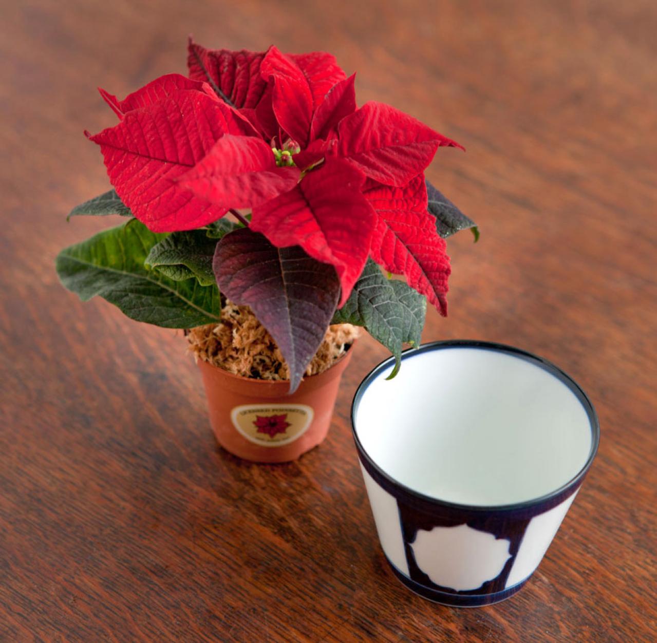 【鉢花の正月風の飾り方】クリスマスが過ぎても楽しめる！「ポインセチア」のアレンジ（画像7）