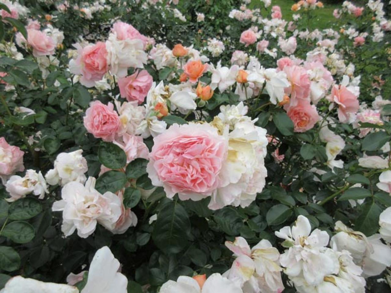 【ガーデニング】年末からはバラ仕事が目白押し！まずは鉢植えバラの手入れを（画像4）