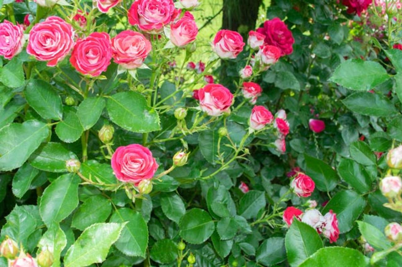 【ガーデニング】年末からはバラ仕事が目白押し！まずは鉢植えバラの手入れを（画像2）