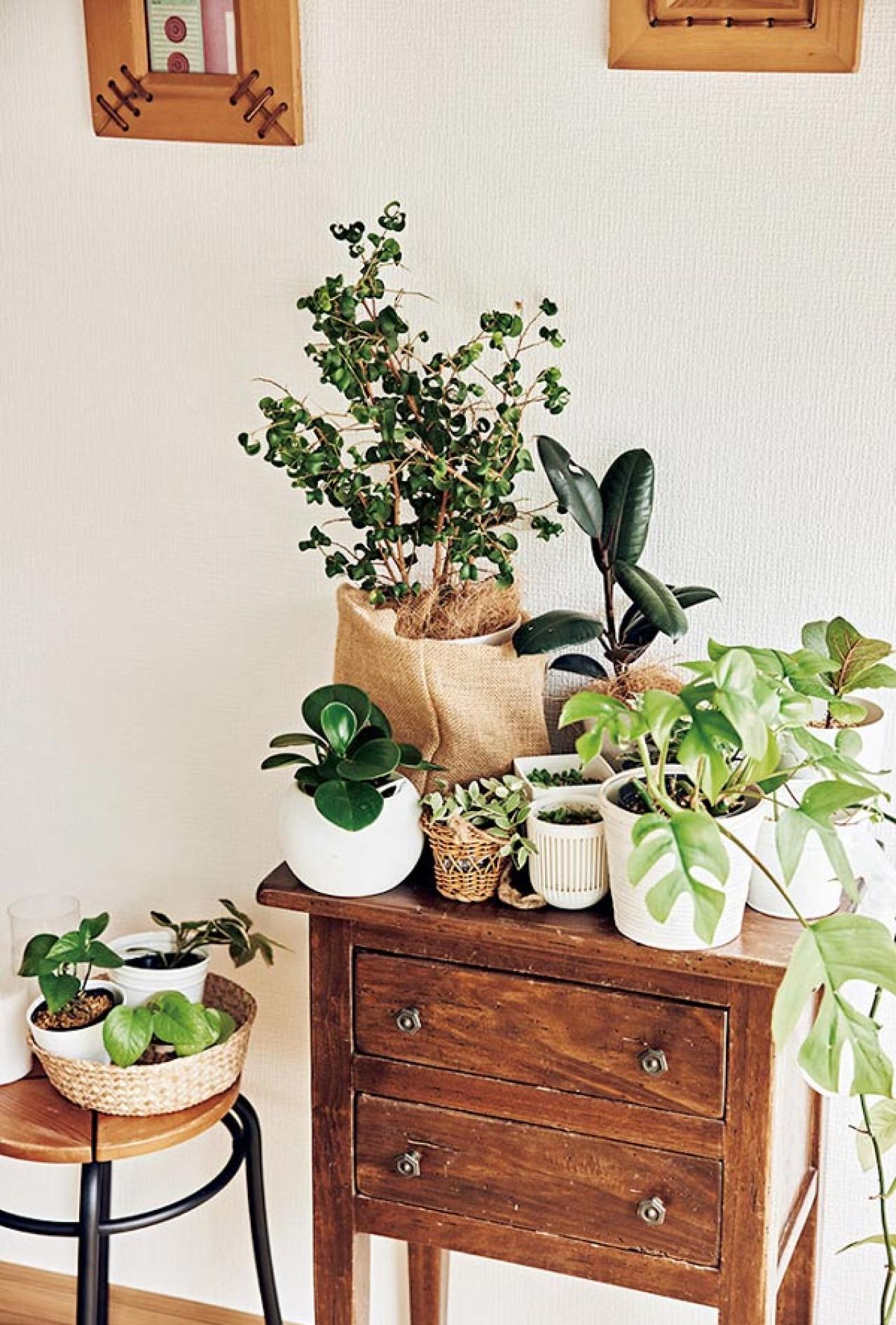 【大人のひとり暮らし】賃貸アパートを植物と家具で好みの空間にして楽しむ、インスタグラマー ようさん（画像3）