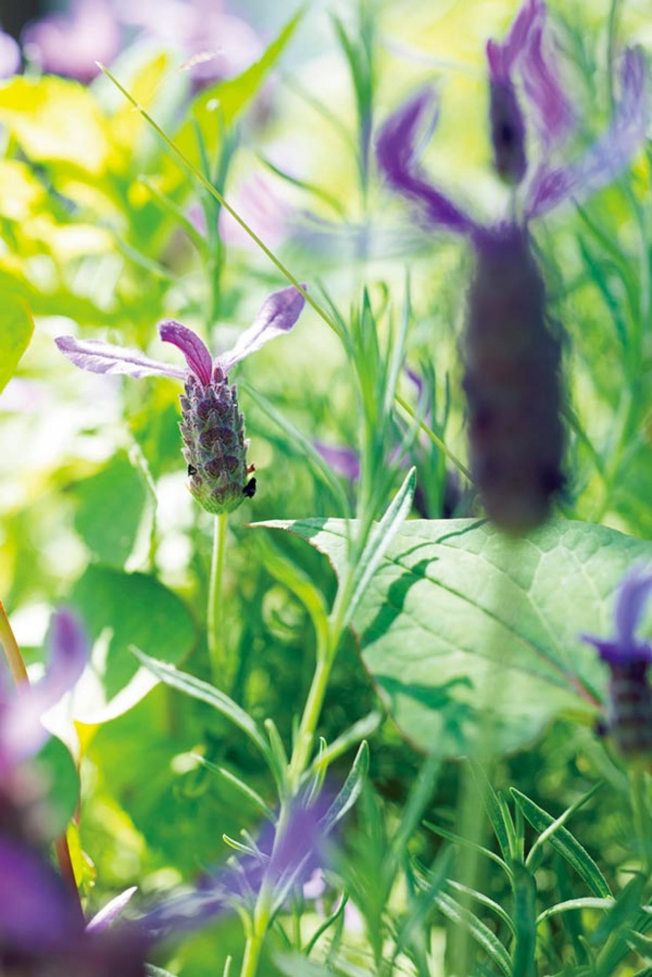 元ミス日本 伊藤千桃さんの暮らし方「小麦粉さえあれば、来客があっても何とかなる！」（画像11）