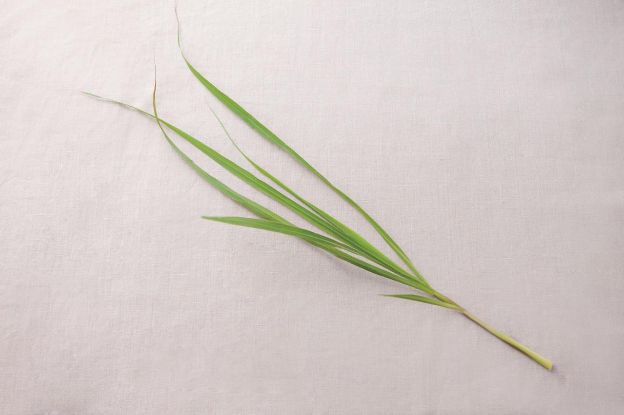 正月飾りにも活用できるハーブ【レモングラス】の栽培方法と活用アイデア2選【ガーデニング】（画像3）