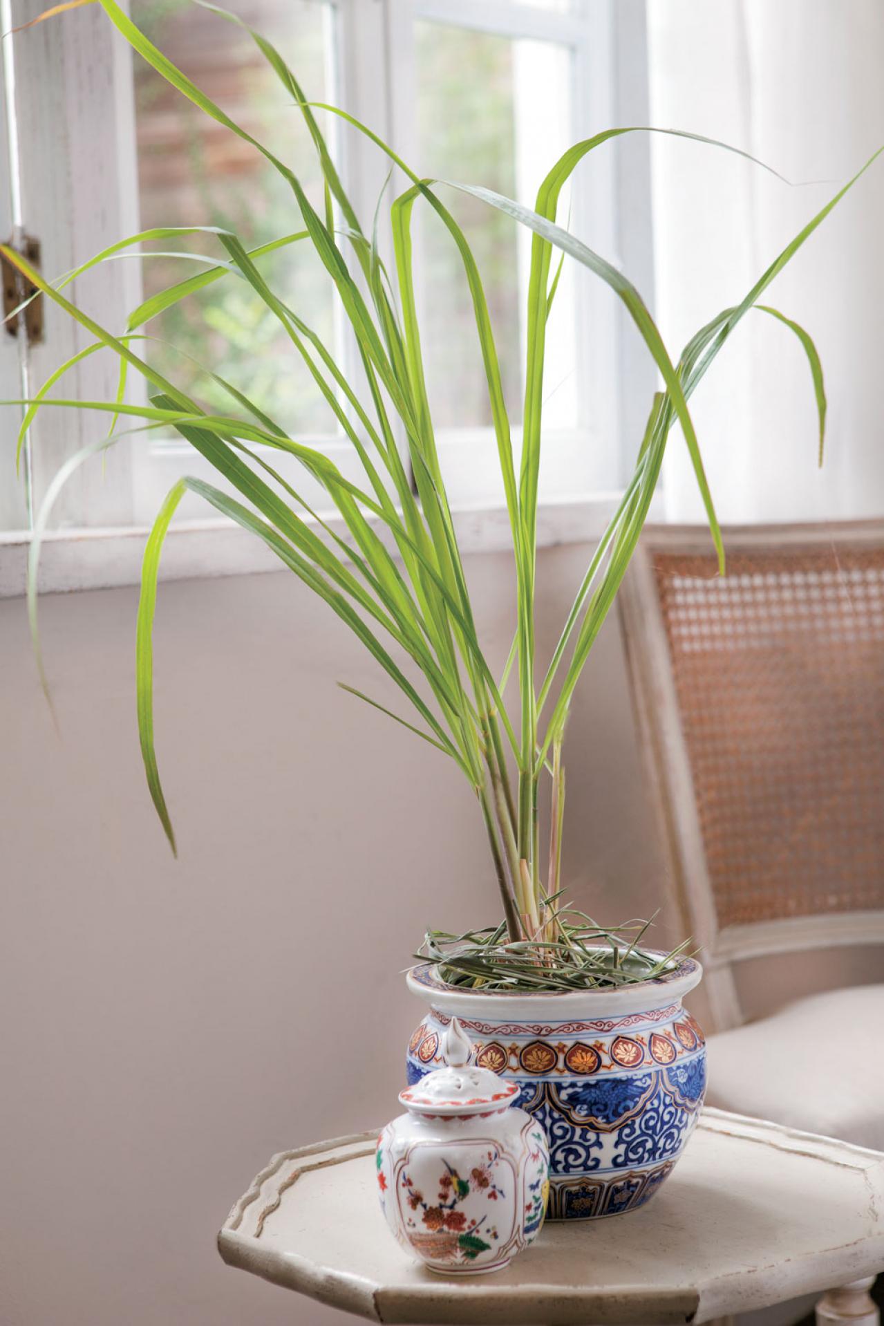 正月飾りにも活用できるハーブ【レモングラス】の栽培方法と活用アイデア2選【ガーデニング】（画像4）