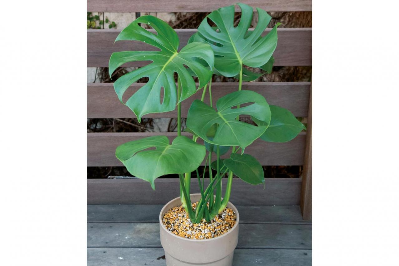 【写真でわかる！】中型観葉植物の植えかえ方。モンステラを5号鉢から7号鉢へ植えかえる【ガーデニング】
