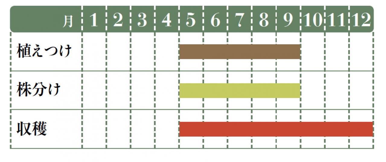 正月飾りにも活用できるハーブ【レモングラス】の栽培方法と活用アイデア2選【ガーデニング】（画像2）