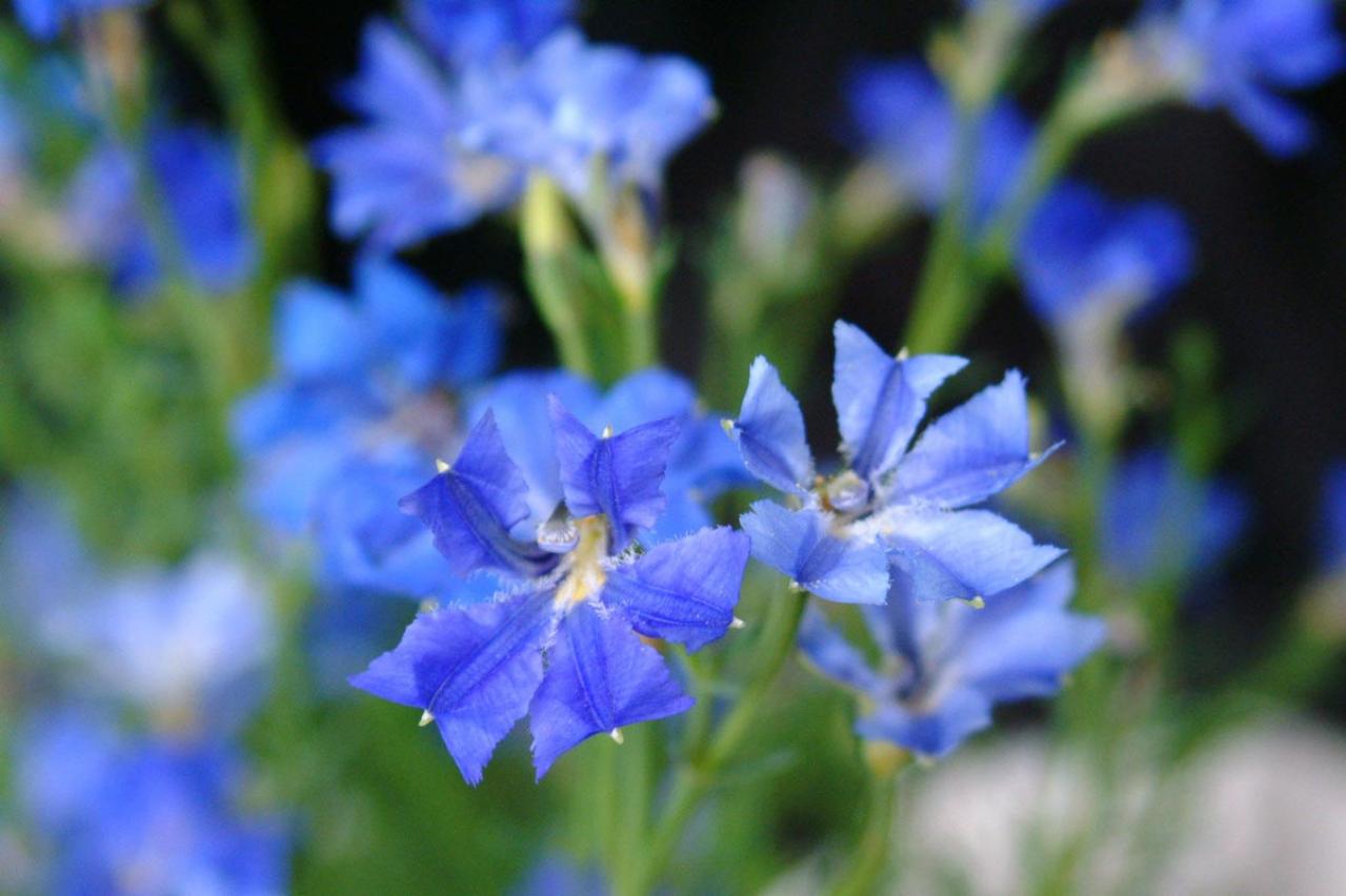 【ガーデニング】ロマンチックな流通名の花５選。植物の正式な名前を知っておこう！初心者に役立つ基礎知識